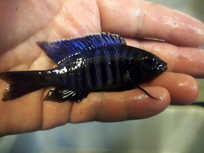Copadichromis sp. 'kawanga' Usisya